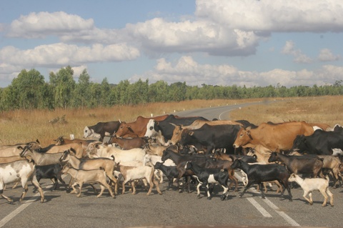 Cows_and_goats_crossing